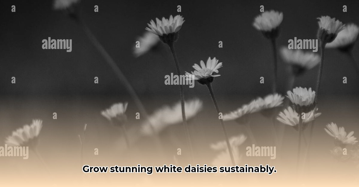 sustainable-white-daisy-gardening